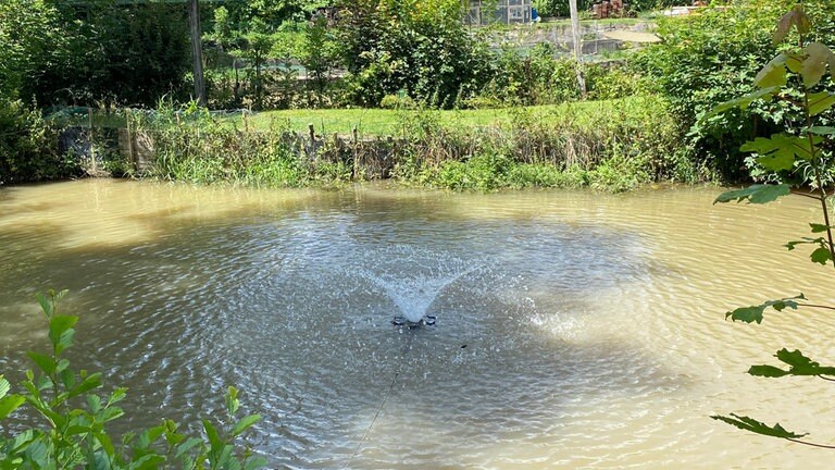 Zu sehen ist ein Teich. In der Mitte sprudelt Wasser aus einer Belüftungsanlage. 