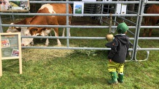 Ein kleiner Junge steht vor einem Gatter, dahinter grast eine Kuh. Am Gatter hängen Informationsschilder.