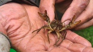 Das Regierungspräsidium Freiburg will weiter gegen die Krebspest in der Brugga vorgehen und lässt den Mühlbach trockenlegen. Die darin lebenden Fische und Krebse werden gerettet.