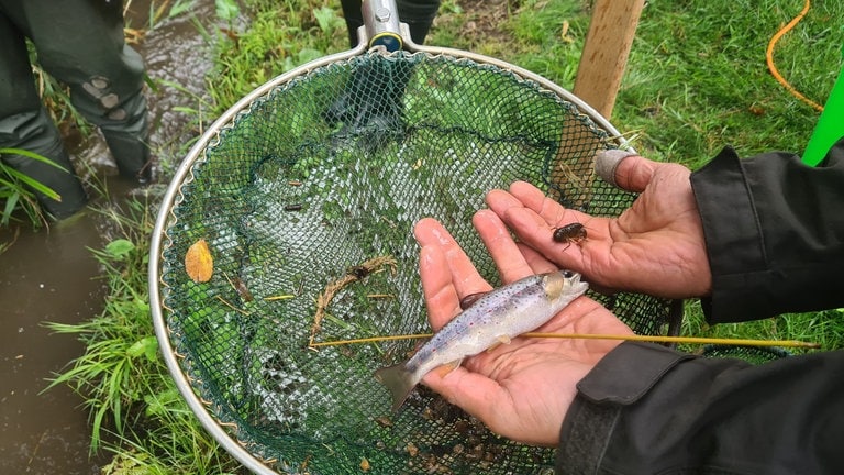 Das Regierungspräsidium Freiburg will weiter gegen die Krebspest in der Brugga vorgehen und lässt den Mühlbach trockenlegen. Die darin lebenden Fische und Krebse werden gerettet.