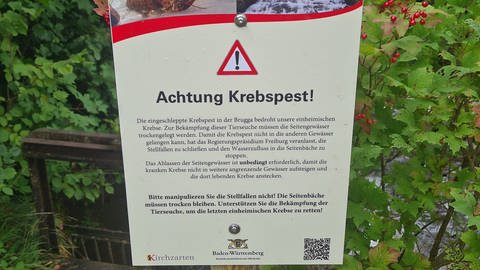 Das Regierungspräsidium Freiburg will weiter gegen die Krebspest in der Brugga vorgehen und lässt den Mühlbach trockenlegen. Die darin lebenden Fische und Krebse werden gerettet.