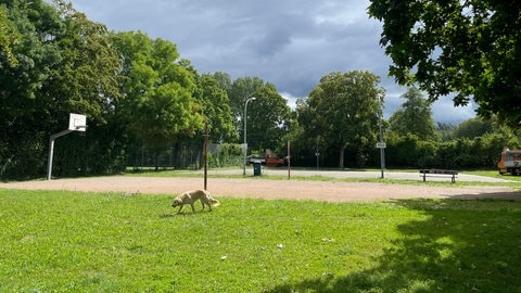 Im Dietenbachpark in Freiburg sind legal Partys erlaubt. Doch jetzt gab es wegen des Lärms Diskussionen.