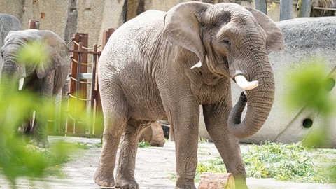 Elefantenbulle Tusker im Zoo Basel