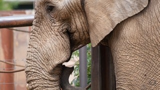 Elefantenbulle Tusker im Zoo Basel