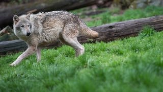Ein Wolf streift durch einen Wald (Arcihvbild).