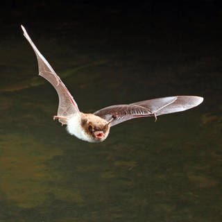 Eine Fledermaus fliegt unter dunklem Nachthimmel.