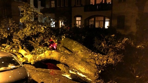 Umgestürzter Baum in Freiburg