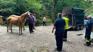 Pferde mit Einsatzkräften stehen vor Pferdeanhänger