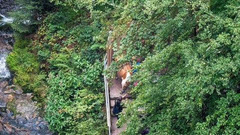 Pferd wird eine Treppe im Wald hinuntergeführt