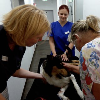 Hündin Amica wacht nach ihrer Blut Spende auf. Tierärztin Julia Arnoldi und Frauchen Anke Jourdan sind über das Tier gebeugt.