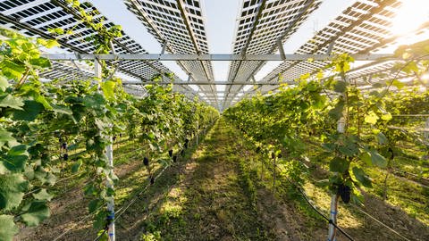 Die Photovoltaikanlage in Freiburg-Munzingen ist eine Art Überbau über den Weinreben und schützt sie so vor Hagel und zu viel Sonneneinstrahlung. Laut dem Energieversorger und Betreiber badenova ist es die erste ihrer Art.