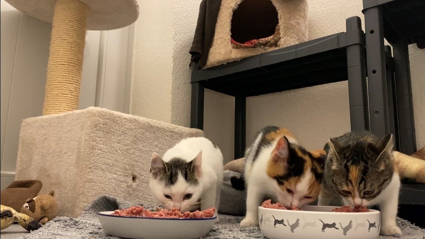 Drei Baby-Katzen im Tierheim Rottweil an der Futterschüssel