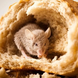 Eine Maus, die in einem Brot sitzt. 