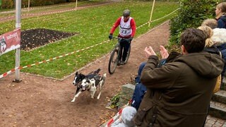 Schlittenhunderennen in Todtmoos