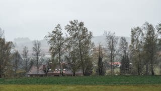 Bäume wehen während eines Sturmtiefs im Wind. 