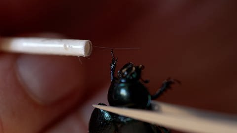 Lörracher Hobby-Fotograf lichtet Insekten ab