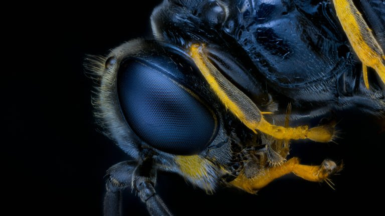 Lörracher Hobby-Fotograf lichtet Insekten ab.