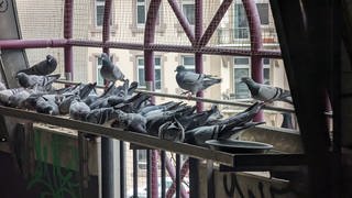 Straßentauben fressen im neuen Taubenschlag
