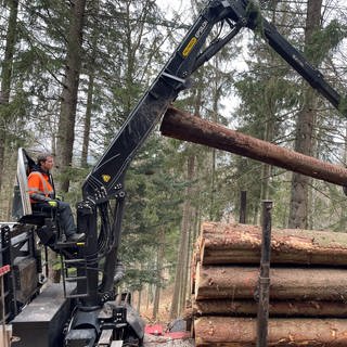 Forstarbeiter holen totes Holz aus dem Wald.