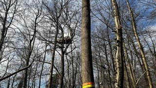 Im Langmattenwäldchen, dass zum Dietenbachwald gehört, haben Aktivisten mit einer Mahnwache begonnen. 