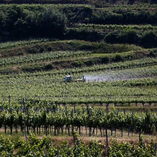 Die Winzer und Verbände in Südbaden sind erleichtert: Das Pestizidgesetz kommt doch nicht