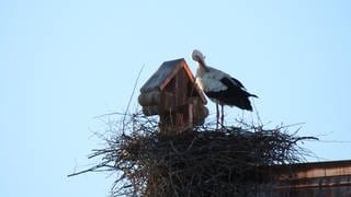Storch in Efringen