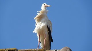 Storch im Wind