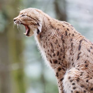 Ein Luchs ohne Ohren in der Schweiz