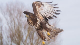 Ein Mäusebussard fliegt über ein Feld.