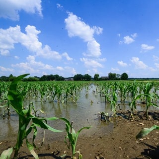 Überflutetes Feld nach einem Hochwasser