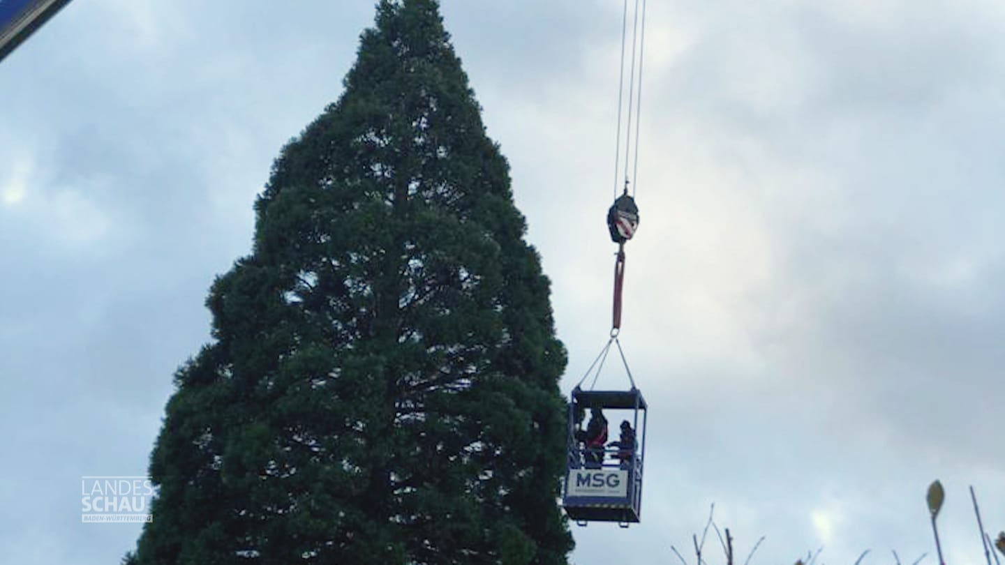 Mammutbaum in Merzhausen wird mit Gondel und Hebebühne mit Lichterketten geschmückt zur Weihnachtszeit