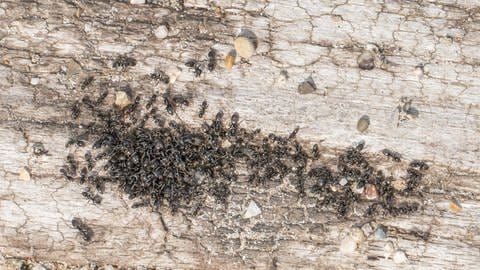 Viele braune Ameisen krabbeln auf einem Stück Holz.