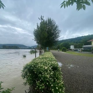 Der Rheinuferweg entlang des Campingplatzes in Waldshut ist nicht mehr erkennbar.