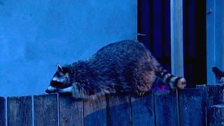 Waschbär in der Nacht