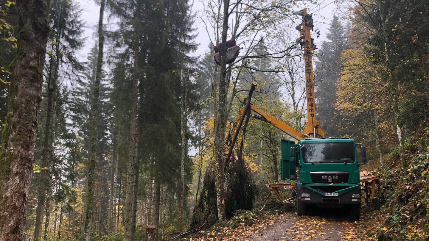 Gebirgsharvester am Steilhang im Forstbezirk Hochschwarzwald