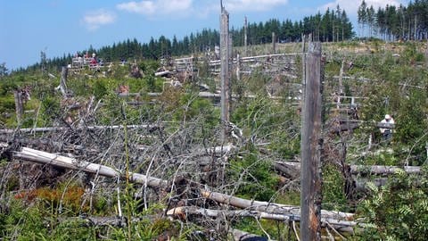 Tote Bäume im Schwarzwald
