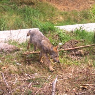 Zu sehen ist ein Wolfswelpe im Schwarzwald. Er läuft auf einer Forstraße durch den Wald. Sein Fell ist grau-braun.