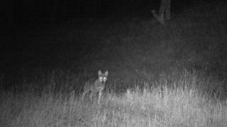 Zu sehen ist ein Wolfswelpe im Schwarzwald. Das Foto ist schwarz-weiß, es wurde in der Nacht gemacht. Der Wolfswelpe steht auf einer Wiese. Seine Augen leuchten im Dunkeln.