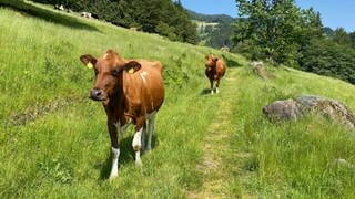 Auf einer grünen Weide in Utzenfeld im Kreis Lörrach stehen zwei Kühe. Die Kühe sind braun. Im Vordergrund steht eine Kuh, ein paar Meter hinter ihr eine zweite Kuh. Zum Glück geht es ihnen gut, denn im Kreis Lörrach gibt es derzeit nur zwei Tierärzte.