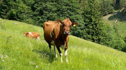 Auf einer grünen Wiese steht eine braune Kuh. Sie ist von vorne fotograftiert und blickt fragend in die Kamera. 