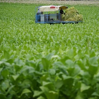 Ein Tabakfeld, im Hintergrund ist eine Erntemaschine zu sehen.