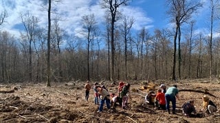 Familien stehen im Wald und pflanzen Bäume 