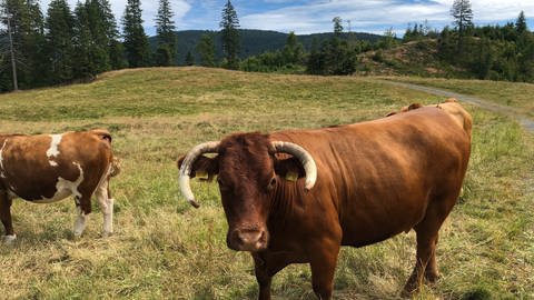 Weide in Bernau im Schwarzwald: Bis zu 80 Liter Wasser pro Tag trinkt ein Rind