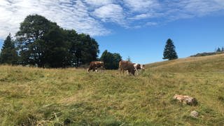 Kühe auf der Weide in Bernau im Schwarzwald