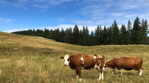 Bernau im Schwarzwald: Die Weiden in den Höhenlagen werden immer trockener
