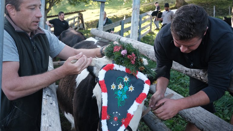 Vor dem Abtrieb wird traditioneller Stirnschmuck an der Kuh angebracht. 