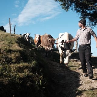 Auf teilweise unwegsamen Gelände geht es für die Rinder in Richtung Tal. 