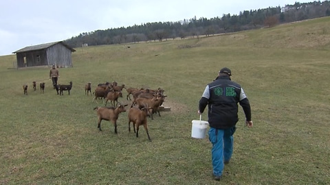 Zicklein auf dem Stieghof in Albbruck