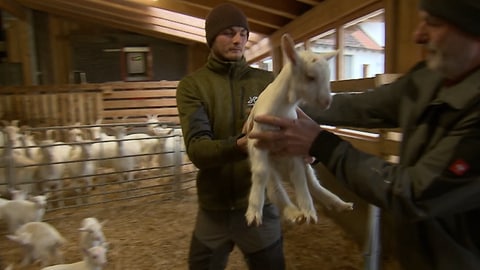 Zicklein auf dem Stieghof in Albbruck