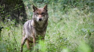Ein weiblicher Wolf steht im Wald
